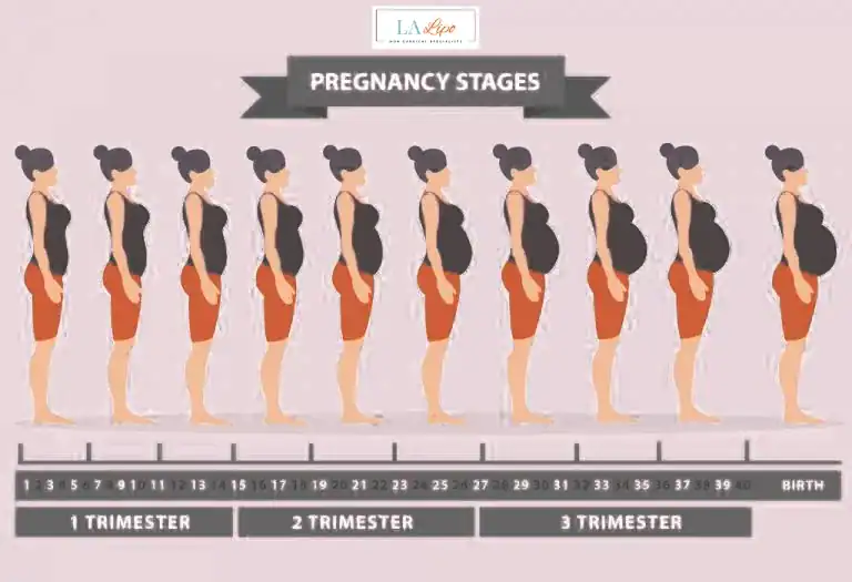 First Trimester (Weeks 1–12): Early Changes You Might Not Notice Radlett